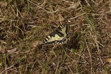 Machaon