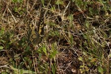 Machaon