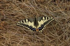 Machaon