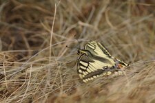 Machaon