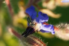 Malachius elegans - sous réserve
