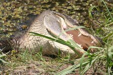 See you later alligator