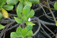 Manioc