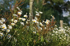 Marguerites communes