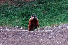 Marmotte (marmota monax)