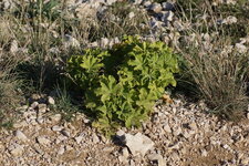 Mauve arborescente 