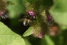 Mégachile sp.