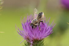 Megachile sp.