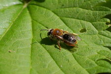 Mégachile sp. - sous réserve
