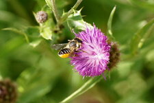 Mégachile sp.