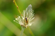 Melanostoma scalare - sous réserve