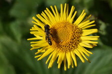 Melanostoma sp.