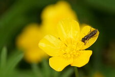 Melanostoma sp. - sous réserve