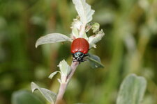Chrysomela (Melasoma) populi