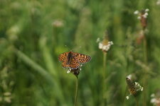 Mélitée du plantain