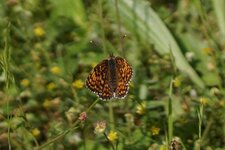 Mélitée du Plantain