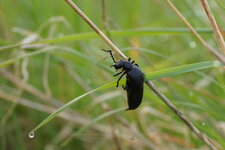Méloidé sp.