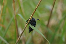 Méloidé sp.