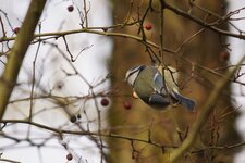 Mésange bleue