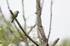 Mésange charbonnière
