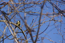 Mésange charbonnière