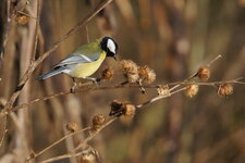 Mésange charbonnière examinant une bardane