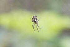 Metellina segmentata - femelle