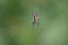 Metellina segmentata femelle