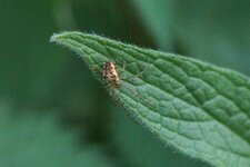Metelina sp.