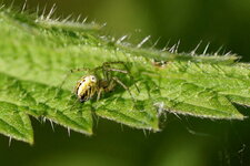 Metellina sp.