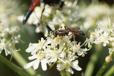 Micro-ichneumon