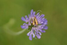Micropteryx calthella