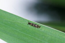 Microlépidoptère
