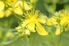 Fleur de Millepertuis