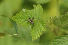 Mintho rufiventris - sous réserve