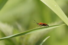 Draeocoris ruber - sous réserve