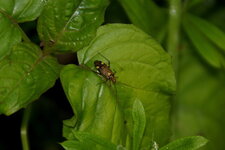 Rhabdomiris striatellus