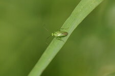 Miridé sp.