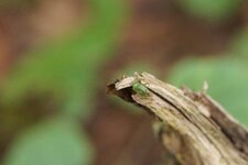 Miridé sp.