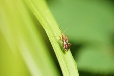 Miridé sp. ???