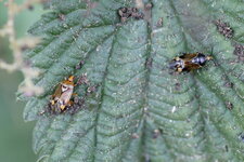Miridés sp.