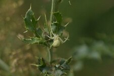 Misumena vatia - sous réserve