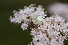 Misumena vatia