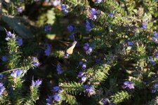 Morosphinx sur Vipérine sp.