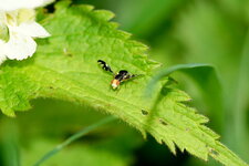 Mouche du céleri