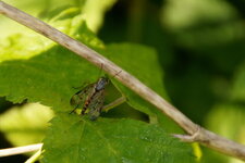 Mouche scorpion - sous réserve