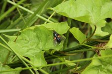 Mouche sur liseron