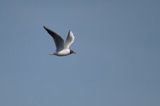 Mouette rieuse