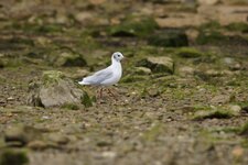 Mouette rieuse