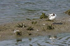 Mouette rieuse